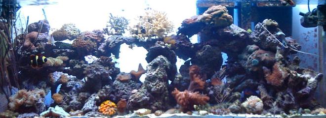 55 gallons reef tank (mostly live coral and fish) - 01/22/06
added tubastrea and elegance coral with an open brain
