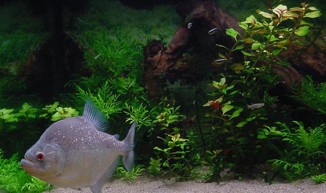 freshwater fish - serrasalmus rhombeus - diamond rhombeus piranha stocking in 75 gallons tank - Piranha S.Rhombeus 75 gal planted tank.
I've got some Zebra Danios, Black Neons, Jumbo Neons, Lemon Tetras,Black Skirt Tetra ghost shrimp and a Pleco