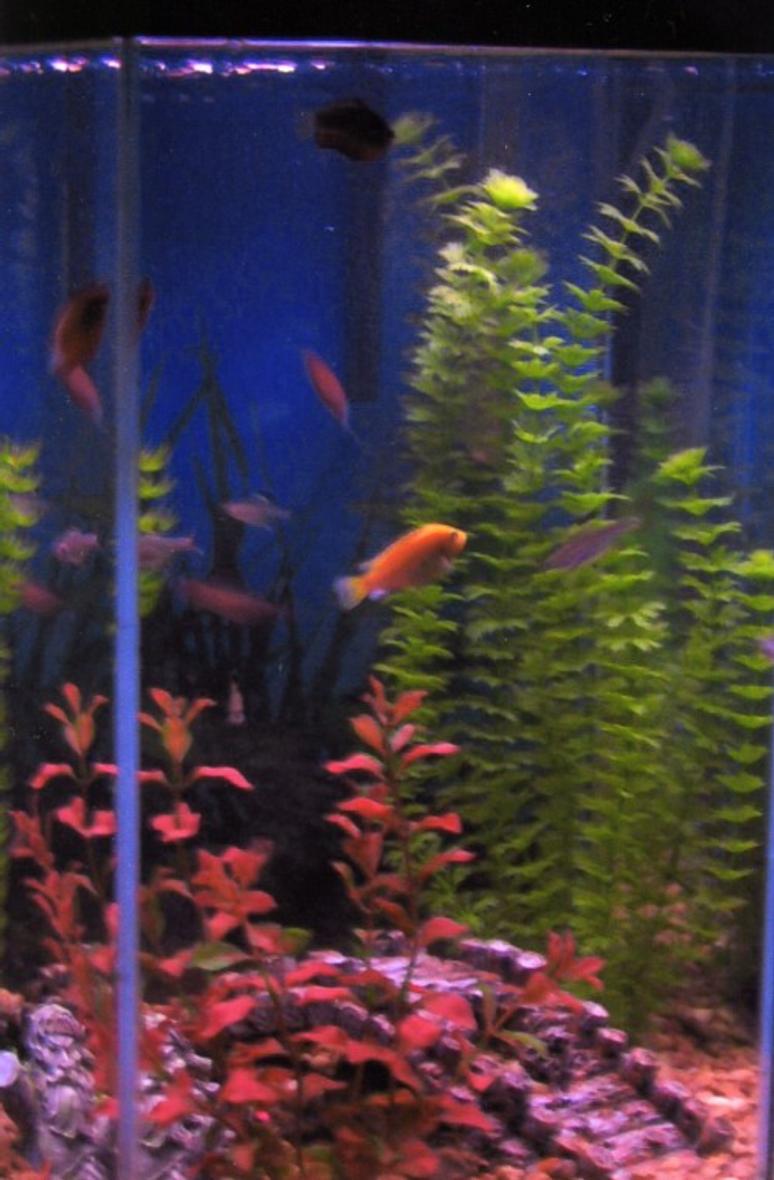 Rated #395: 35 Gallons Freshwater Fish Tank - 35 gallon hex tank with a few fake plants & ornaments
electric yellow, 3 flame red gouramis, 6 serpea tetra, 6 pristella tetra, common pleco