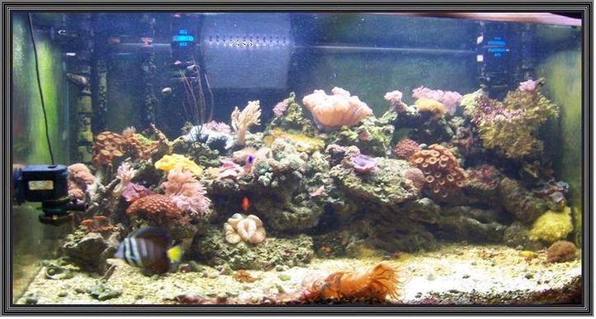 Rated #133: 120 Gallons Reef Tank - 120 Gallon Reef
