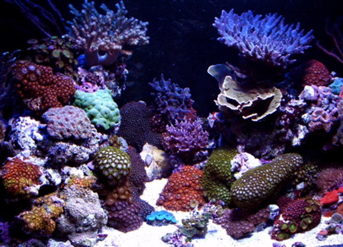 120 gallons reef tank (mostly live coral and fish) - AIDYS REEF!