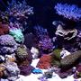 120 gallons reef tank (mostly live coral and fish) - AIDYS REEF!