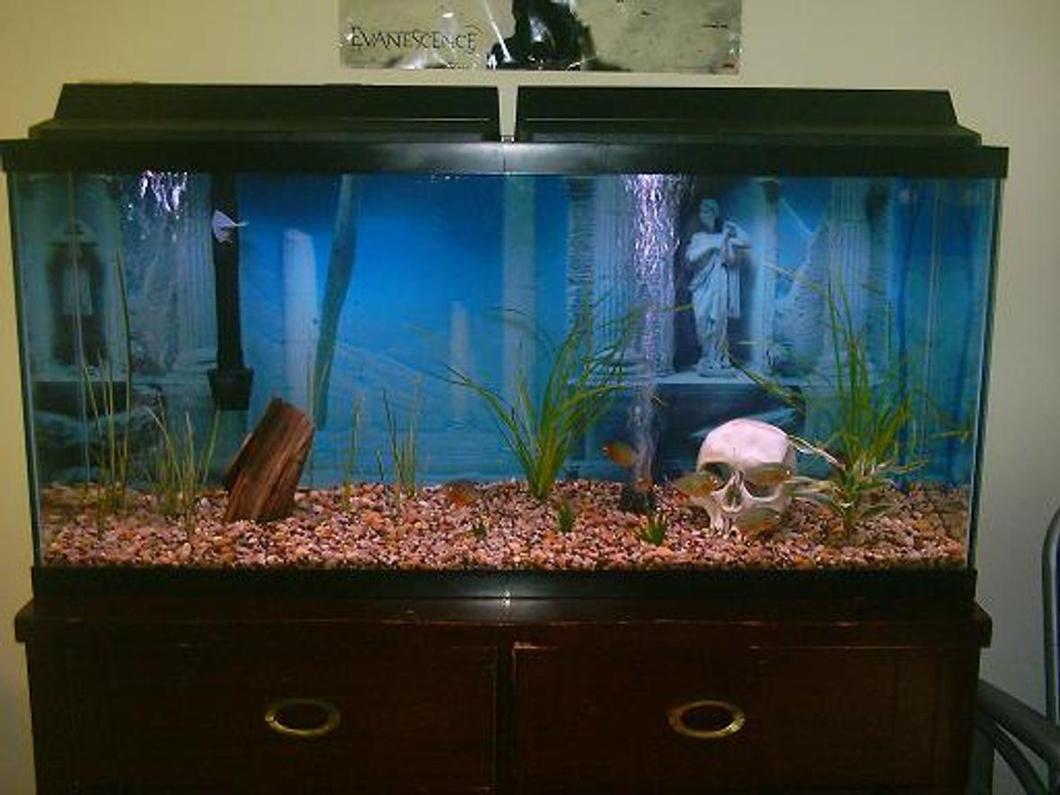 60 gallons freshwater fish tank (mostly fish and non-living decorations) - piranhas after feeding