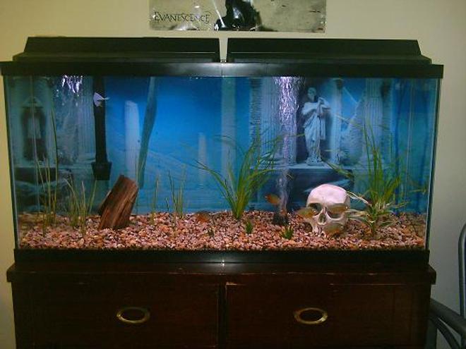 60 gallons freshwater fish tank (mostly fish and non-living decorations) - piranhas after feeding
