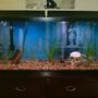 60 gallons freshwater fish tank (mostly fish and non-living decorations) - piranhas after feeding