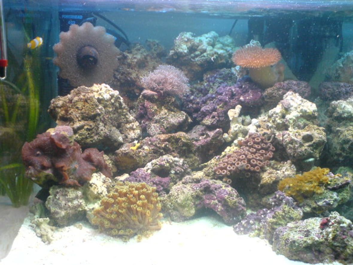 12 gallons reef tank (mostly live coral and fish) - 18"x20"x16" nano with live rock, 5 soft coral 1 hard coral, a clean up crew a clown and orchid dottyback, up and running a month so far
