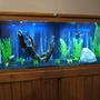55 gallons freshwater fish tank (mostly fish and non-living decorations) - new tank