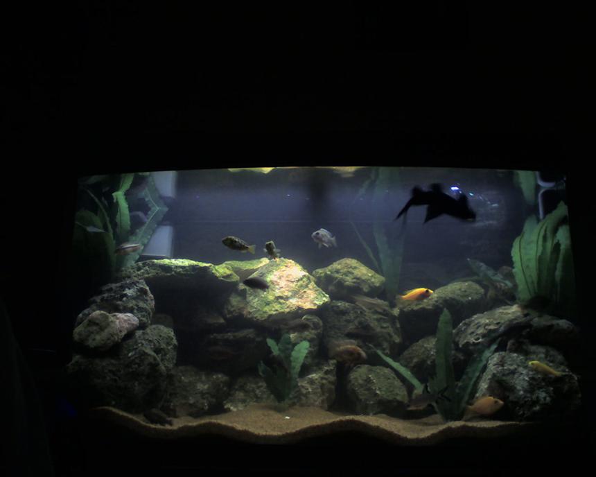 Rated #49: 55 Gallons Freshwater Fish Tank - New Photo