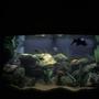 55 gallons freshwater fish tank (mostly fish and non-living decorations) - New Photo