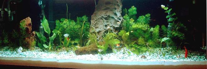 100 gallons freshwater fish tank (mostly fish and non-living decorations) - 2-week old 100 Gallon Community Fish Tank - Jan 26, 06.