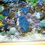 175 gallons reef tank (mostly live coral and fish) - 175 gal bowfront
