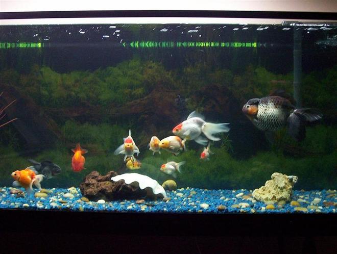 125 gallons freshwater fish tank (mostly fish and non-living decorations) - The Gathering, This is a 125 gallon tank with a number of different Fancy Goldfish in it. The tank has been in the works about a year now and we are in hopes to have it the way we want it in about another year or so.