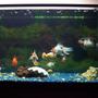 125 gallons freshwater fish tank (mostly fish and non-living decorations) - The Gathering, This is a 125 gallon tank with a number of different Fancy Goldfish in it. The tank has been in the works about a year now and we are in hopes to have it the way we want it in about another year or so.