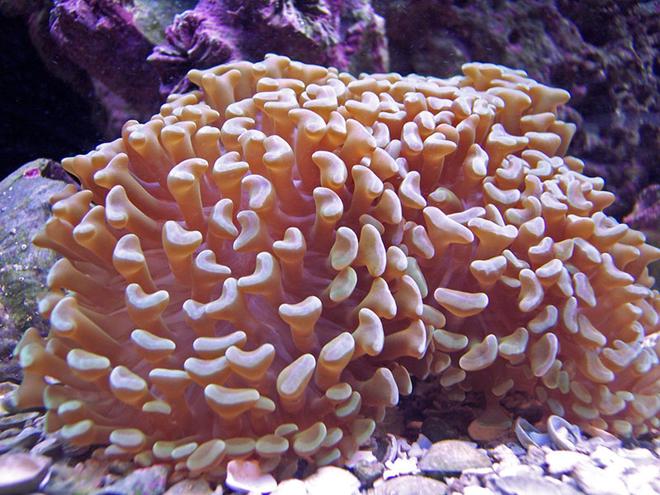 corals inverts - euphyllia paranchora - hammer / anchor coral, branching stocking in 120 gallons tank - Hammer Coral