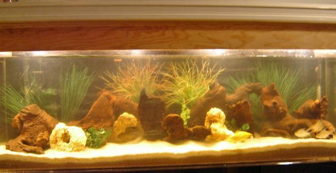 125 gallons freshwater fish tank (mostly fish and non-living decorations) - 125 gallon south american cichlids.  2 oscars, 2 red blood parrots, 2 rainbow cichlids, 1 dempsey, 3 tin foil barbs, 1 plectues cat and my 4 year old sons goldfish.  i made the hood to match the decor of the room.  i also have a 150 african tank.  with about 40 cichlids