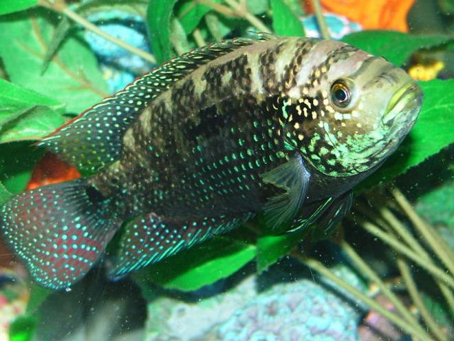 freshwater fish - nandopsis octofasciatum - jack dempsey stocking in 80 gallons tank - My Jack Dempsey Named Numbs