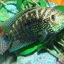 freshwater fish - nandopsis octofasciatum - jack dempsey stocking in 80 gallons tank - My Jack Dempsey Named Numbs