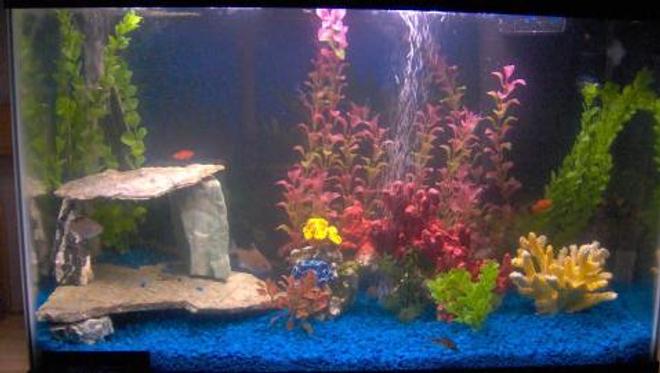 29 gallons freshwater fish tank (mostly fish and non-living decorations) - the reason i work 60+ hrs a week.