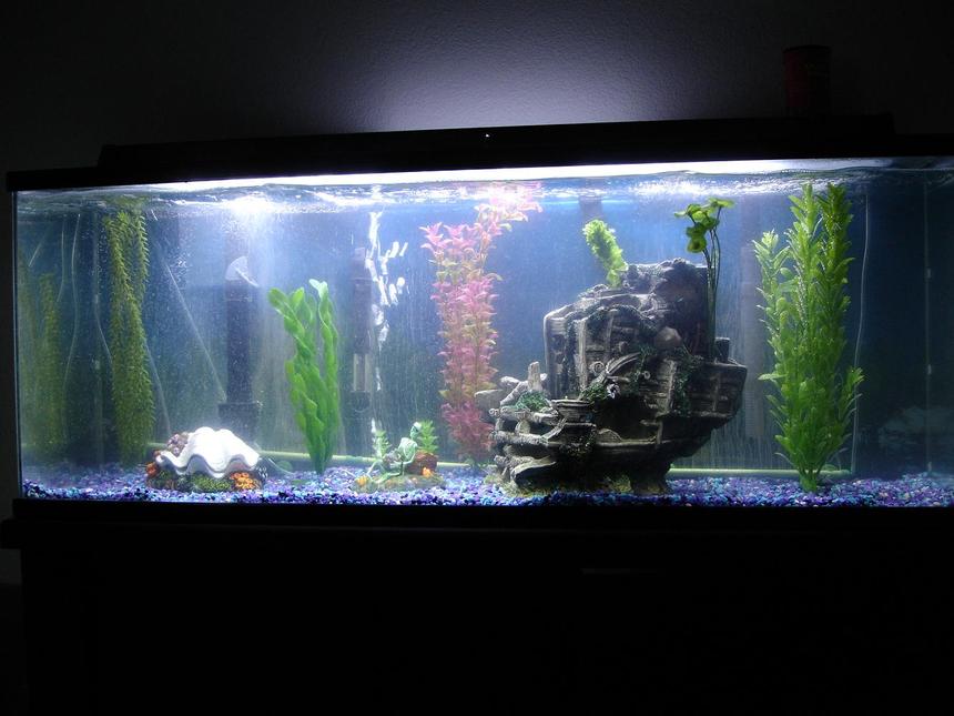 Rated #308: 55 Gallons Freshwater Fish Tank - 55 gal aquarium with 2 animated ornaments, a bubble strip, a sunken ship, and numerious plastic plants.  It also has a Penguin Bio-Wheel 350 and a Top Fin 60 Power filter.
