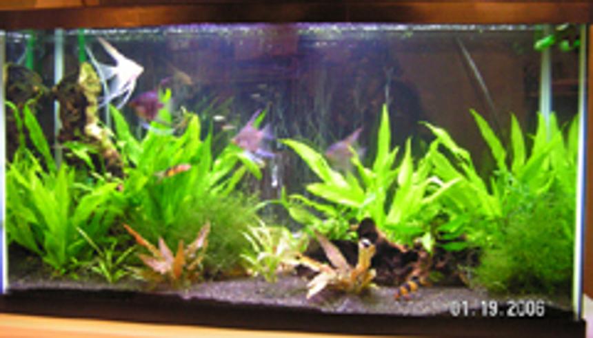 Rated #172: 40 Gallons Freshwater Fish Tank - 40 gal planted tank.