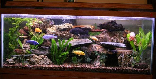 75 gallons freshwater fish tank (mostly fish and non-living decorations) - this is an updated picture of my previous one.  i had to move to my new home, luckly everyone made it here with me.