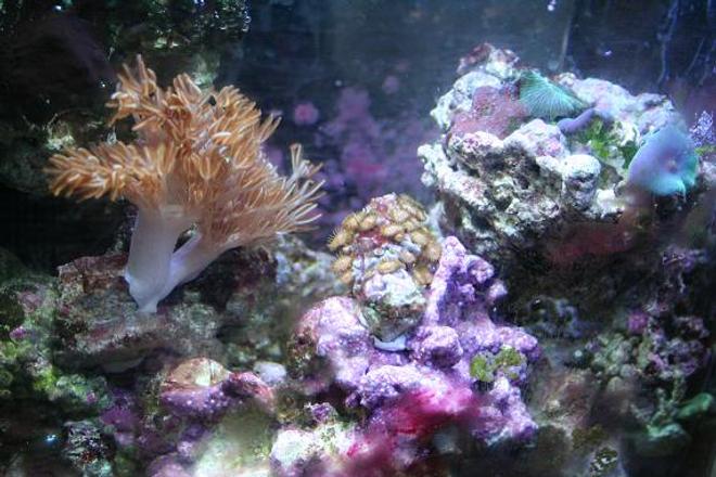 corals inverts - anthelia sp. - waving hand - blue stocking in 75 gallons tank - this is a picture of my 3 gal nano reef tank.  it has been going for about 10 months.  there is in this tank: 1 blue leg crab, 1 red leg, 1 electric blue crab. one emerald crab, 1 black turbo snail, 2 narcisuss snail... i cant spell, 5 random mushrooms, pulsating zenia, 1 electric flame scallop, polyp rock, peprmint shrimp, yellow clown goby, and an aboundance of algae.