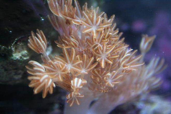corals inverts - anthelia sp. - waving hand - blue stocking in 75 gallons tank - pulsating zenia