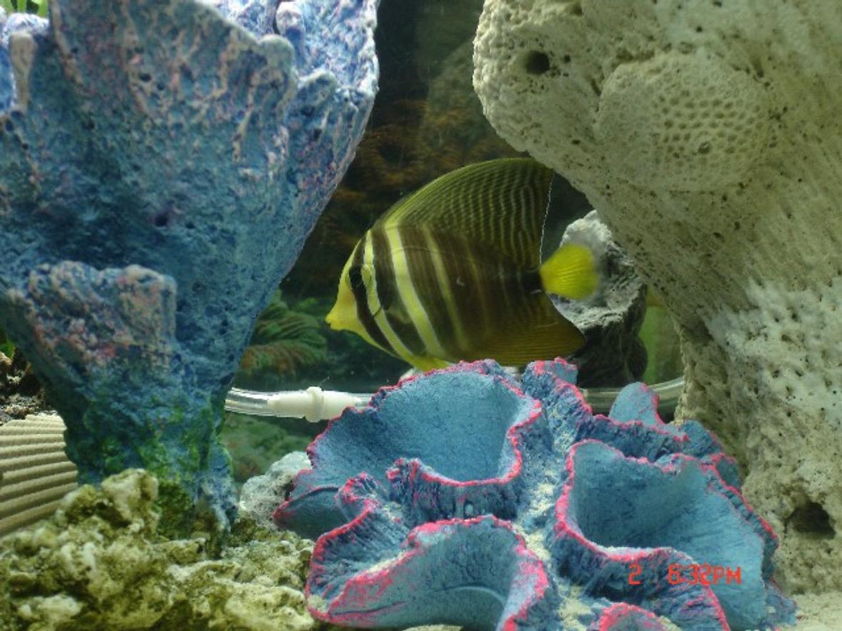 saltwater fish - zebrasoma veliferum - sailfin tang stocking in 29 gallons tank - Sailfin Tang (Pacific) (FAVORITE) I named him Bumble updating soon