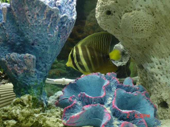 saltwater fish - zebrasoma veliferum - sailfin tang stocking in 29 gallons tank - Sailfin Tang 
(Pacific)
(FAVORITE)
I named him Bumble
updating soon