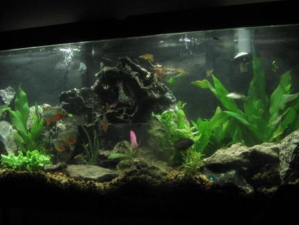 2 gallons planted tank (mostly live plants and fish) - my planted\pirhana community tank
