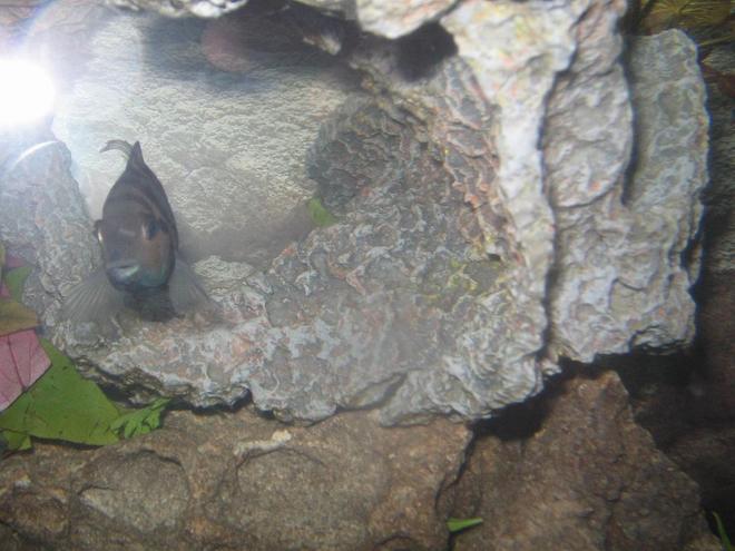 freshwater fish - archocentrus nigrofasciatus - convict cichlid stocking in 2 gallons tank - smiling convict