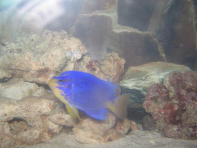 saltwater fish - chrysyptera taupou - fiji blue devil damselfish stocking in 2 gallons tank - orangetail damsel