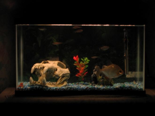 30 gallons freshwater fish tank (mostly fish and non-living decorations) - 10g with eye less silver doller