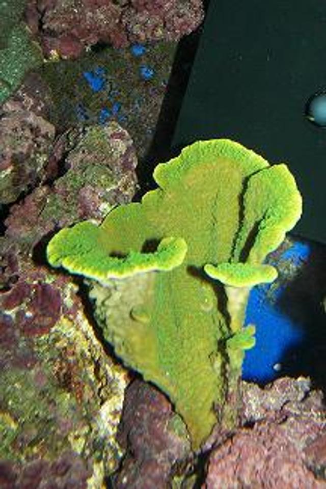 corals inverts - montipora capricornis - green apple cap coral stocking in 120 gallons tank - my montapora in a 120 reef raidermann