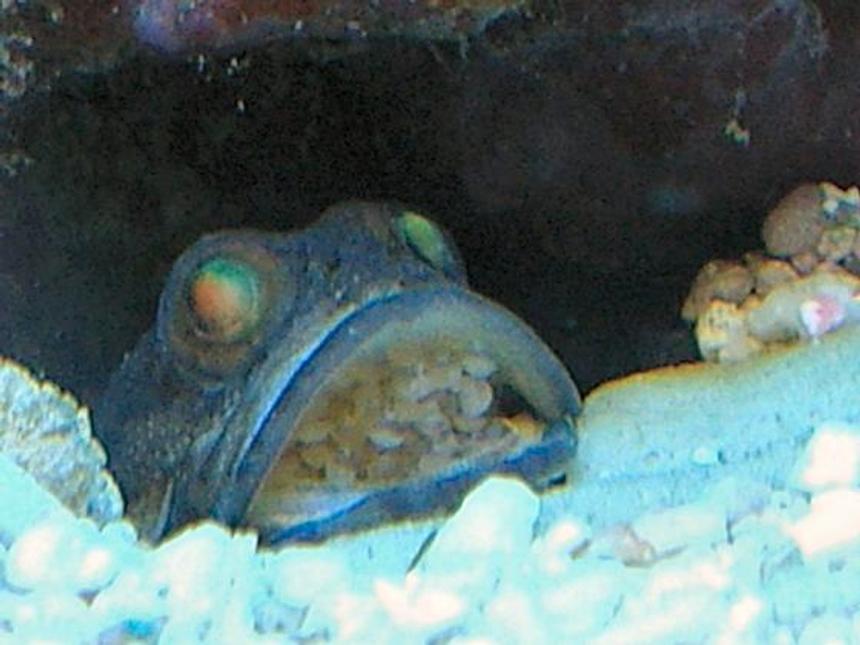 Rated #11: Freshwater Fish - Neovespicula Depressifrons - Dusky Panther Goby Stocking In 120 Gallons Tank - my dusky with eggs