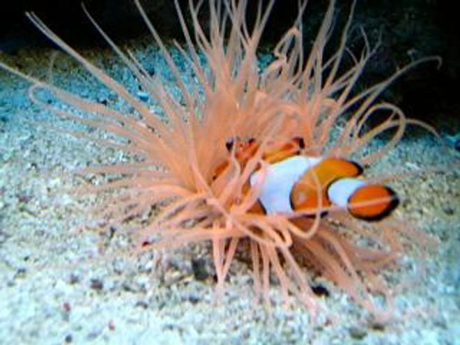 corals inverts - cerianthus membranacea - tube anemone stocking in 120 gallons tank - NO NEMMOOOO !!!!