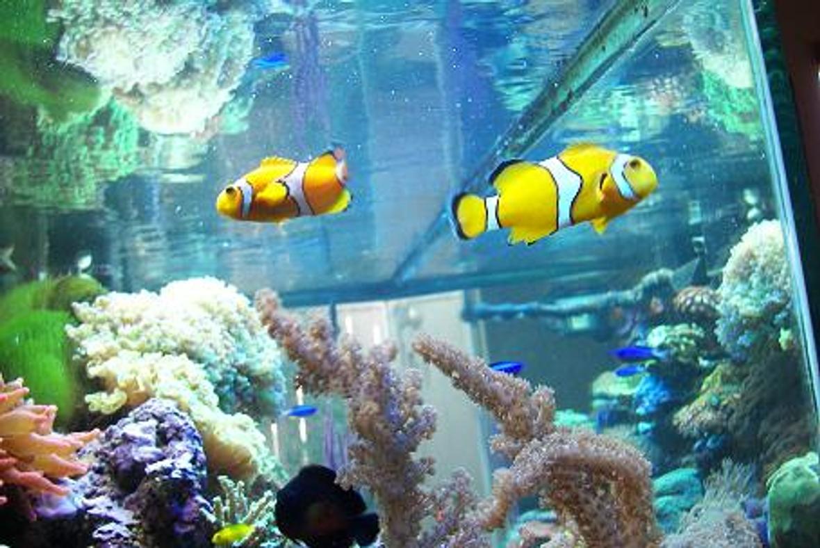 saltwater fish - amphiprion clarkii - clarkii clownfish stocking in 120 gallons tank - HERE'S MY CLOWNS, CORAL BEAUTY,