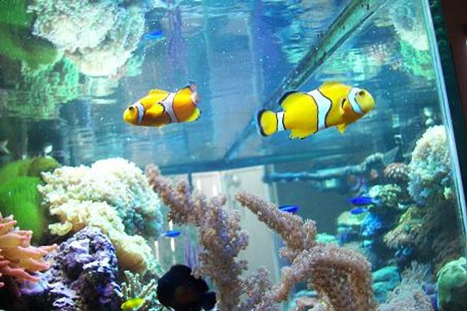 saltwater fish - amphiprion clarkii - clarkii clownfish stocking in 120 gallons tank - HERE'S MY CLOWNS, CORAL BEAUTY,