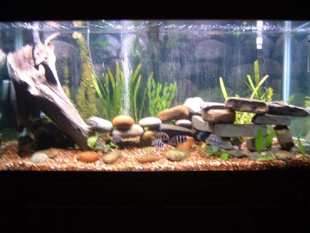 90 gallons planted tank (mostly live plants and fish) - 90 gallon tank with 8 juvenile forntosas, 3 muliplicantis synodonis, and 1 euphious synodis. Almost all live plants. Ther are three plastic plants used in holding up the leaves of the live wide leaf sagatarious. I also have a veriety of diffrent anubiass. The tank has timers to turn the moon lights on and off as well as the day lighting.