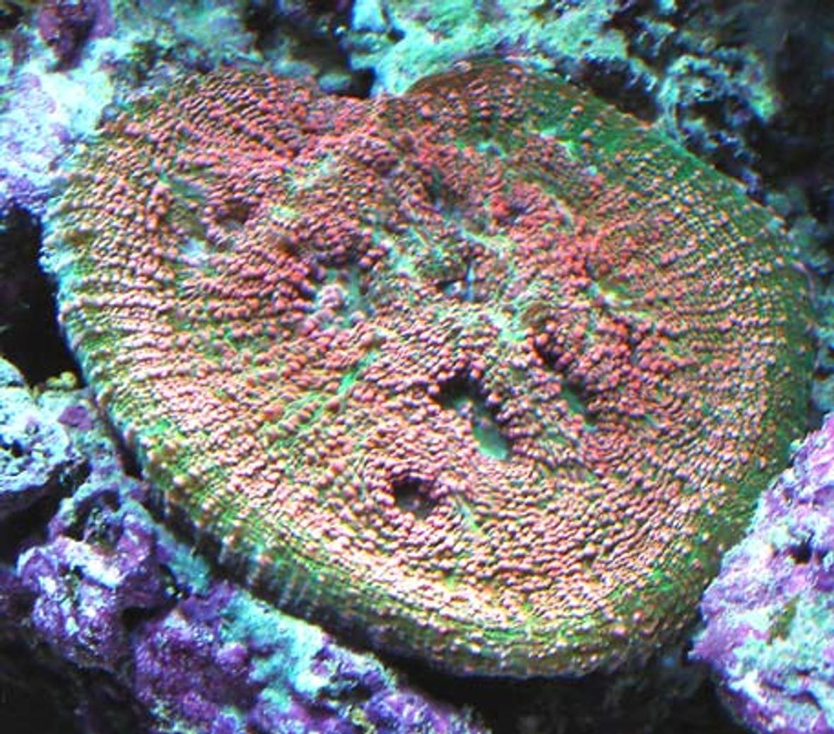 corals inverts - echinophyllia sp. - watermelon echinophyllia stocking in 120 gallons tank - Echno