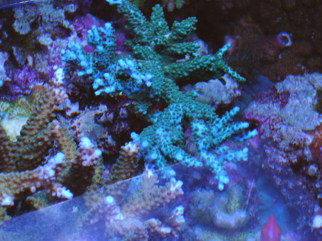 corals inverts - acropora sp. - acropora coral, blue stocking in 120 gallons tank - Blue acropora stag