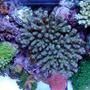 corals inverts - acropora clathrata - green & purple table acropora coral stocking in 120 gallons tank - Table like acro