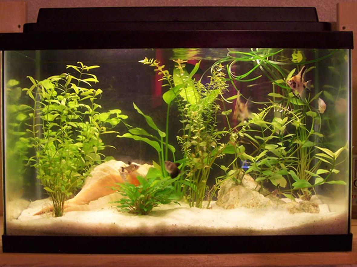 10 gallons planted tank (mostly live plants and fish) - one month old
