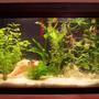 10 gallons planted tank (mostly live plants and fish) - one month old