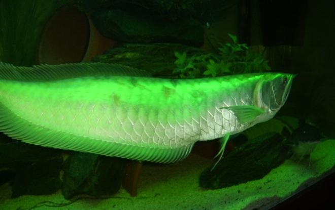 freshwater fish - osteoglossum bicirrhosum - silver arowana stocking in 120 gallons tank - ma pride & joy. bad boy 2ft silver arowana, couldnt afford a green wan so put in a green light