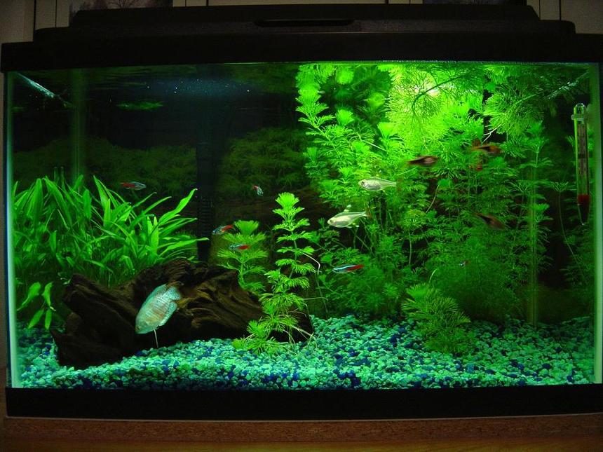 Rated #117: 10 Gallons Planted Tank - Main 10 Gallon Tank