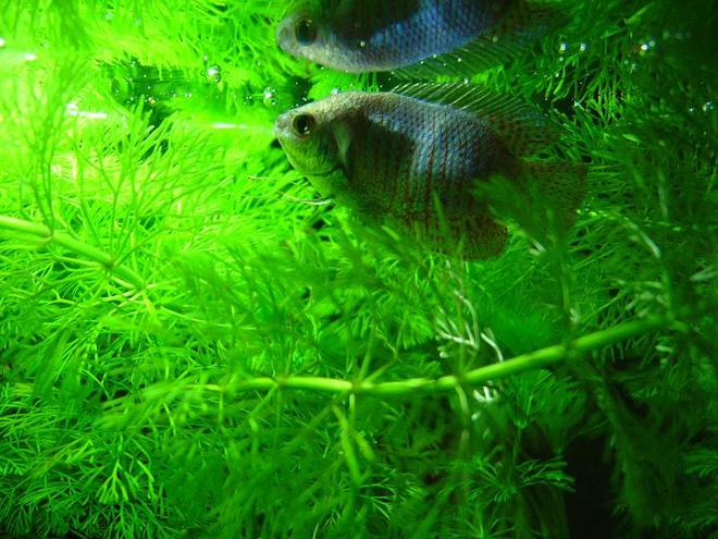 freshwater fish - colisa lalia - blue dwarf gourami stocking in 10 gallons tank - Blue Dwarf Gourami