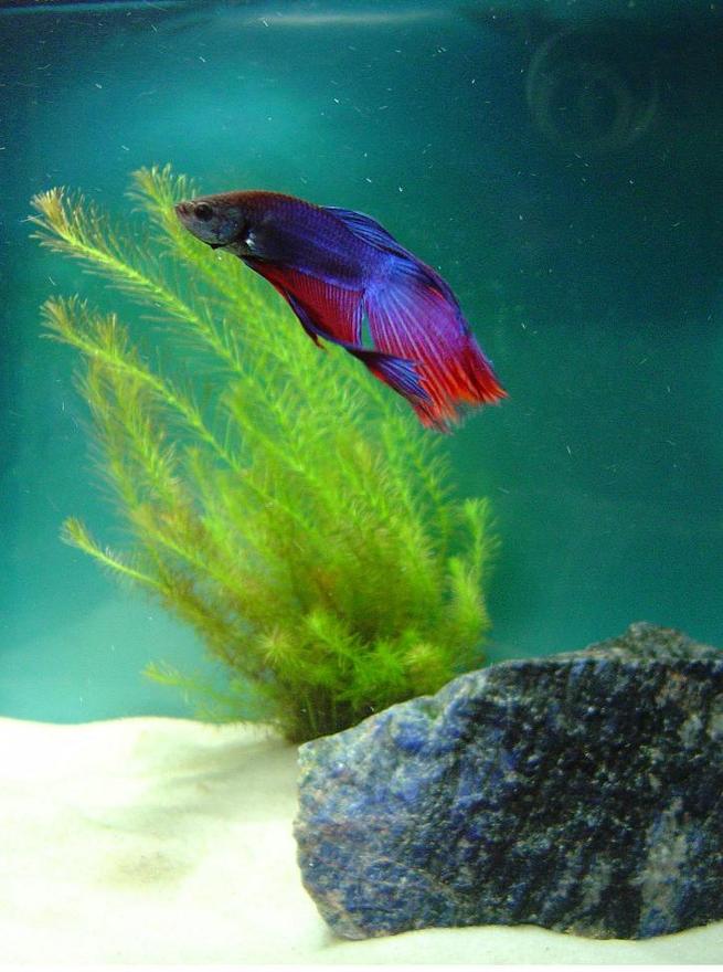 freshwater fish - betta splendens - betta - male stocking in 10 gallons tank - Beta

Includes a Rotala Wallichii plant in a 5 gallon tank.