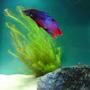 freshwater fish - betta splendens - betta - male stocking in 10 gallons tank - Beta Includes a Rotala Wallichii plant in a 5 gallon tank.