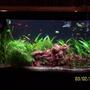 69 gallons planted tank (mostly live plants and fish) - Beginner tank